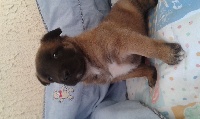 CHIOT